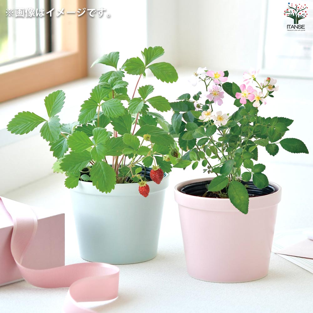 栽培セット サンクスガーデン Wストロベリー 【1個売り】｜ 【植物の