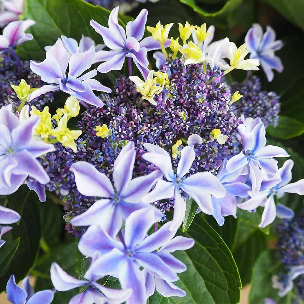 アジサイ 月虹(げっこう) ブルー 【花木苗 6号／1個売り】｜ 【植物の