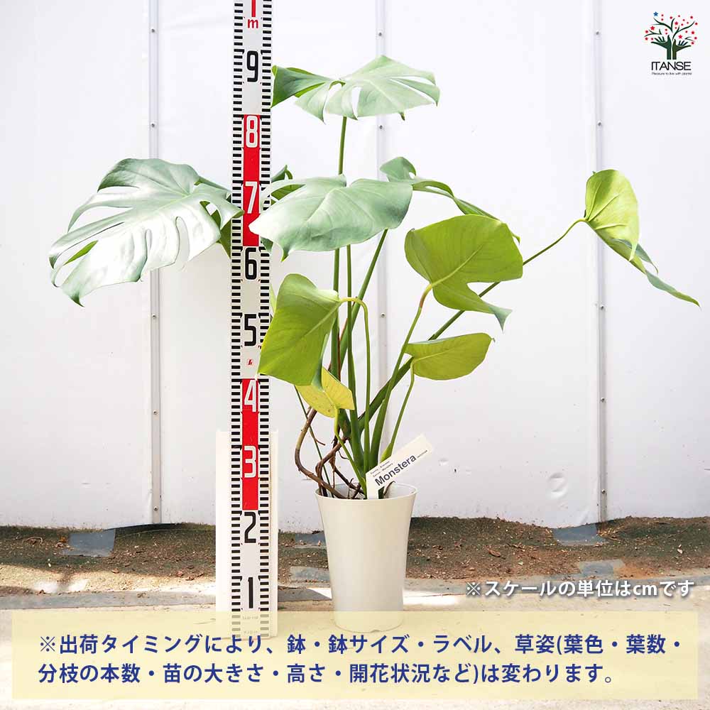 モンステラ デリシオーサ(ホウライショウ) 【観葉植物 6号／1個売り