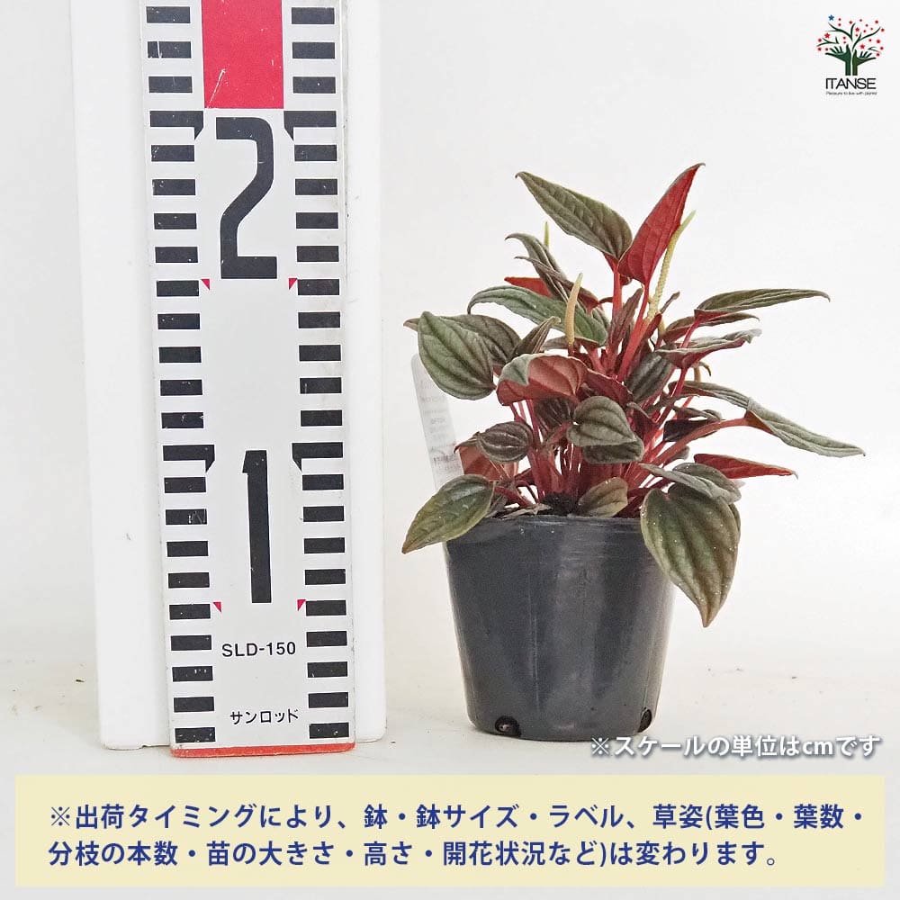 ペペロミア カペラータ 銀河 【観葉植物 3号】｜ 【植物のITANSE