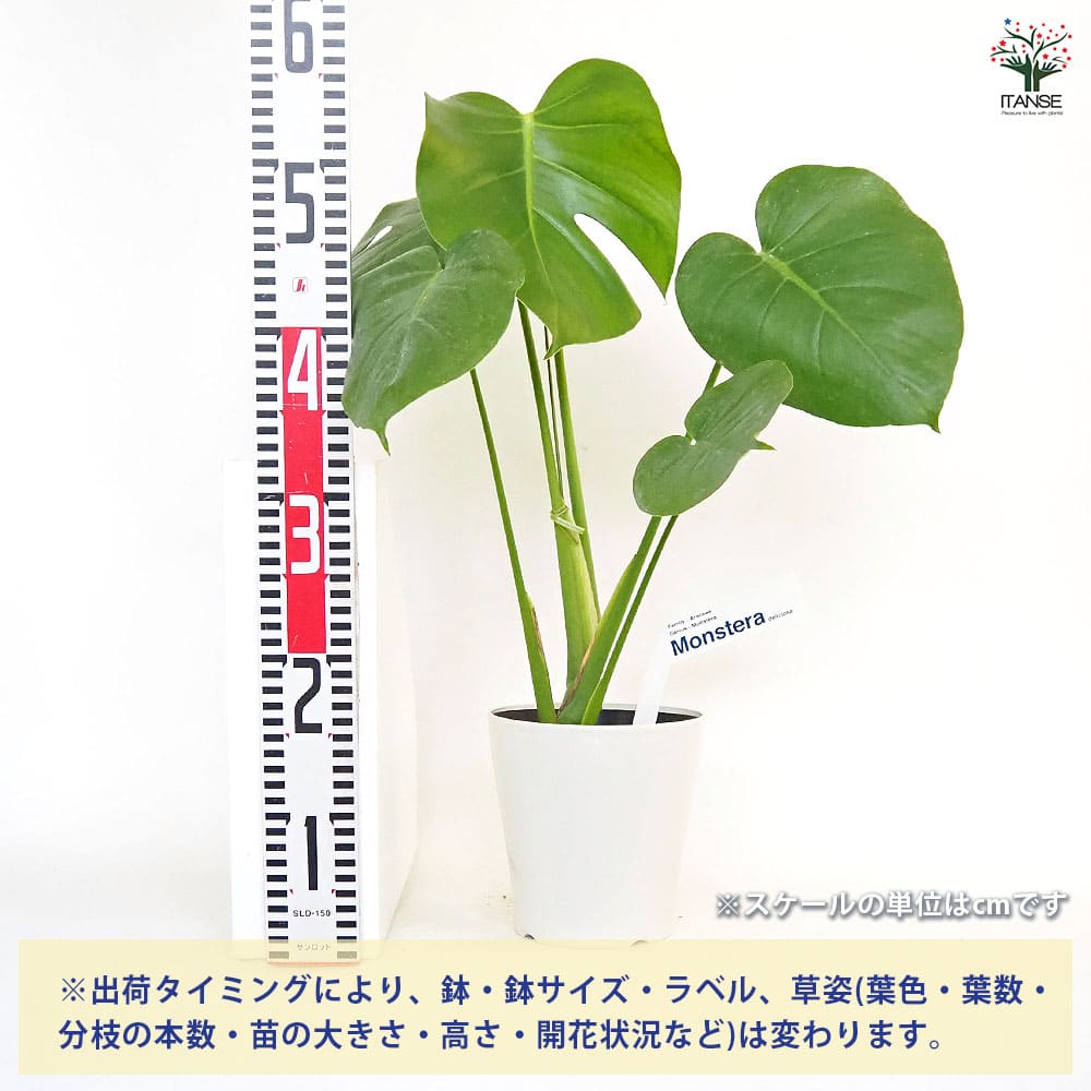 モンステラ デリシオーサ(ホウライショウ) 【観葉植物 5号／1個売り