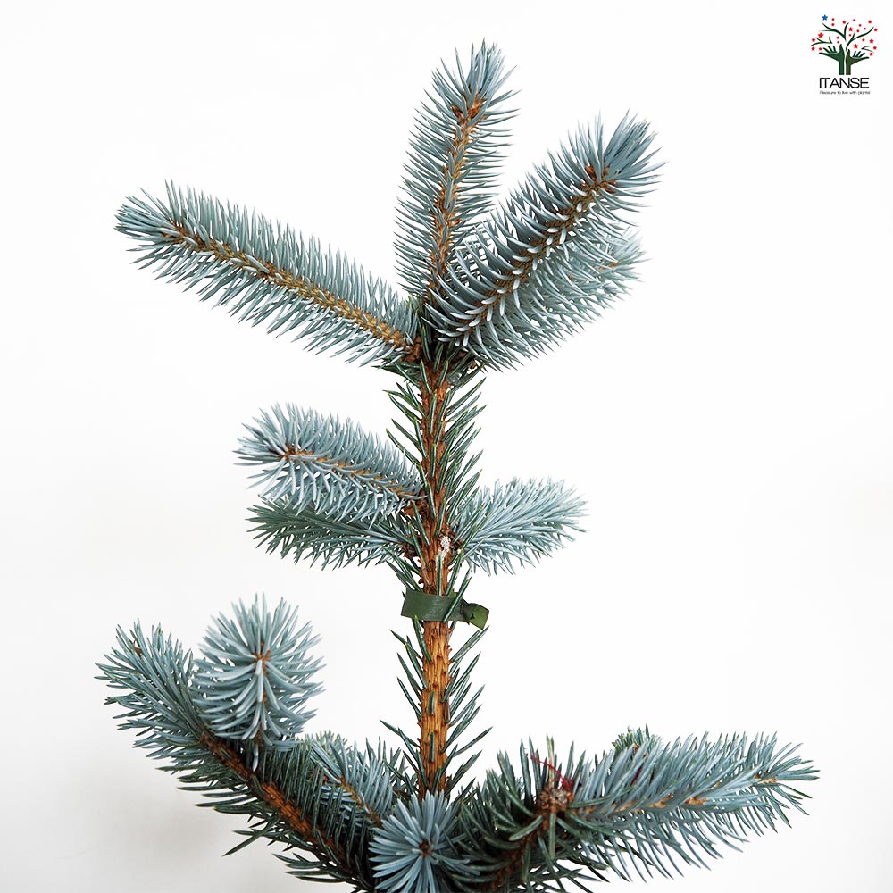 ピセア プンゲンス ホプシー 【花木苗 8号／1個売り】｜ 【植物の