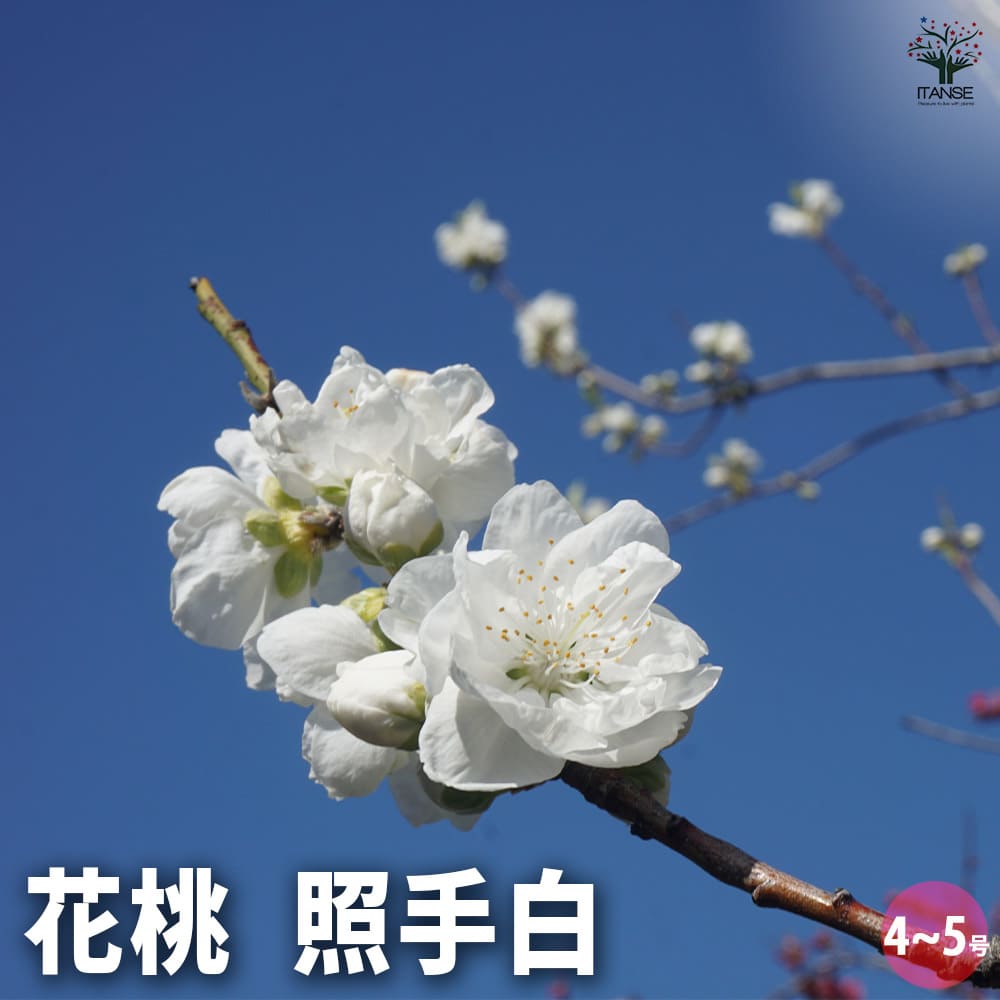 花桃の苗木 照手白 【花木苗 4～5号／1個売り】｜ 【植物の