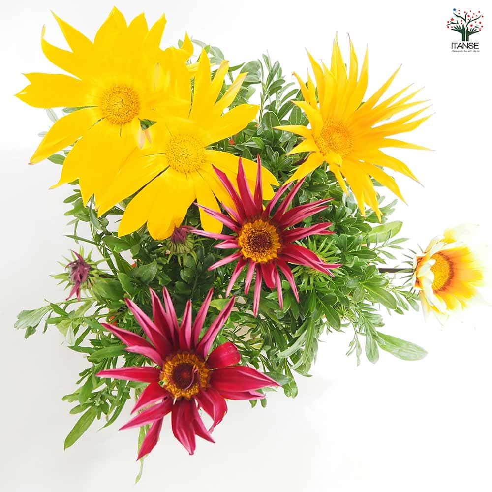 ガザニア 大輪MIX色見計らい 【花苗 4号】｜ 【植物のITANSE