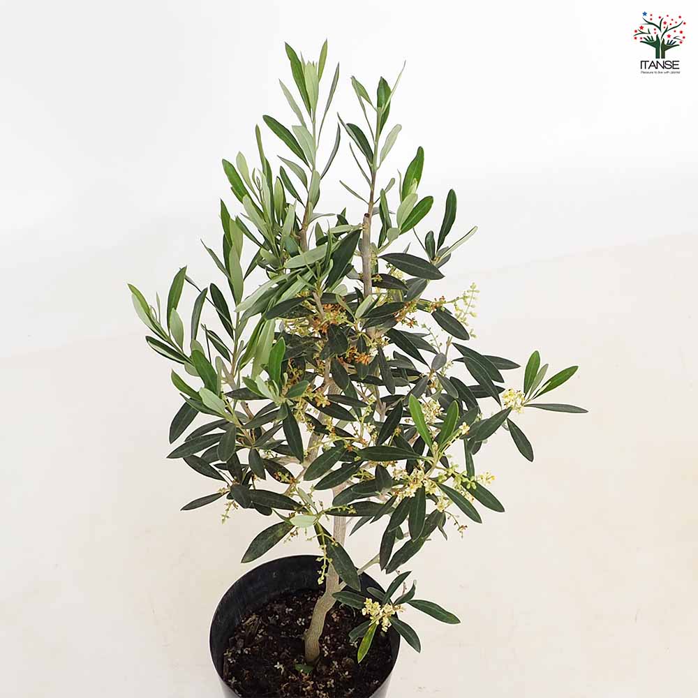 オリーブの木 シプレシーノ 8号 約140cm NO.861 人気品種 掲載