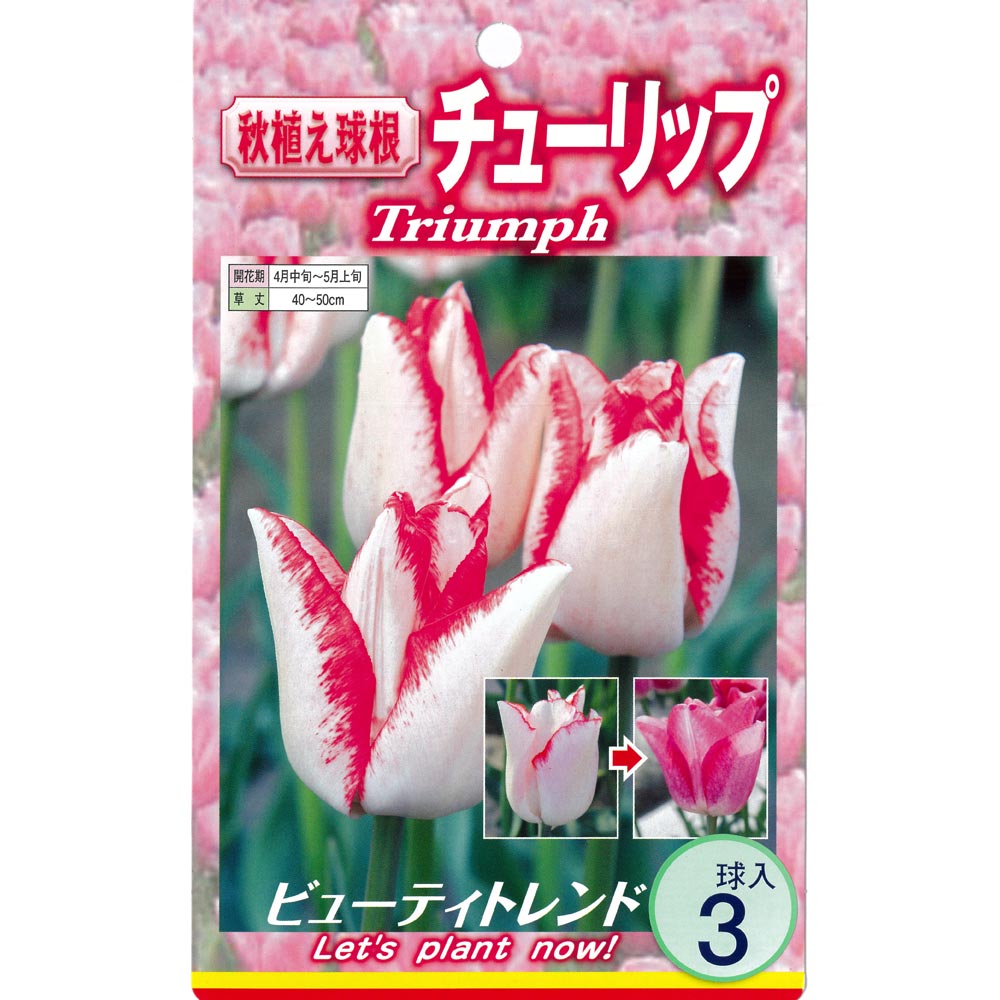 球根 チューリップ 二色咲き ビューティートレンド 【花球根 3球入