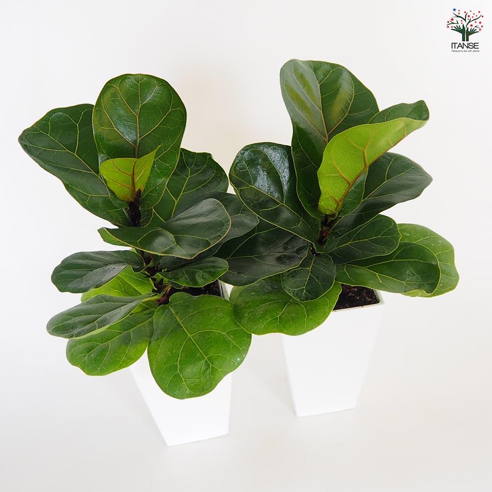 フィカス リラータ(カシワバゴム) 【観葉植物 4号】｜ 【植物の