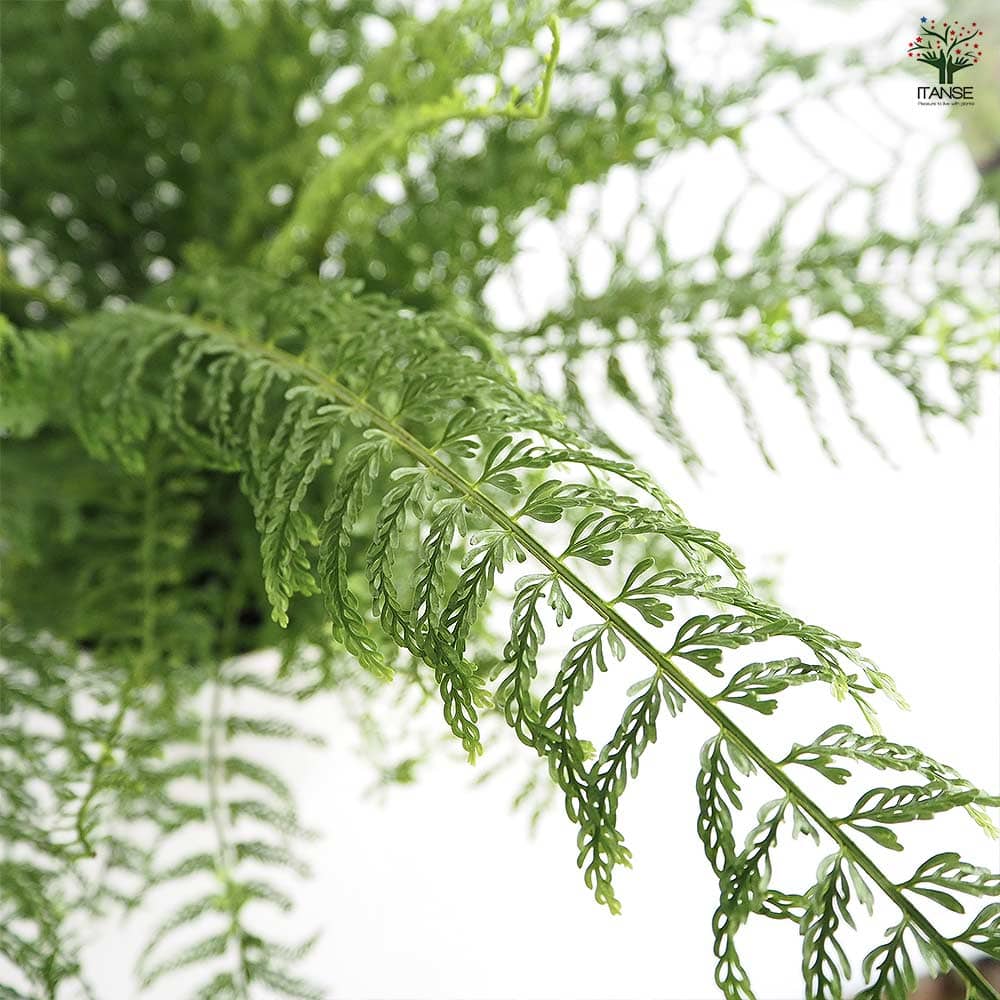 シダ プラスチックファン 【観葉植物 7号／1個売り】｜ 【植物の