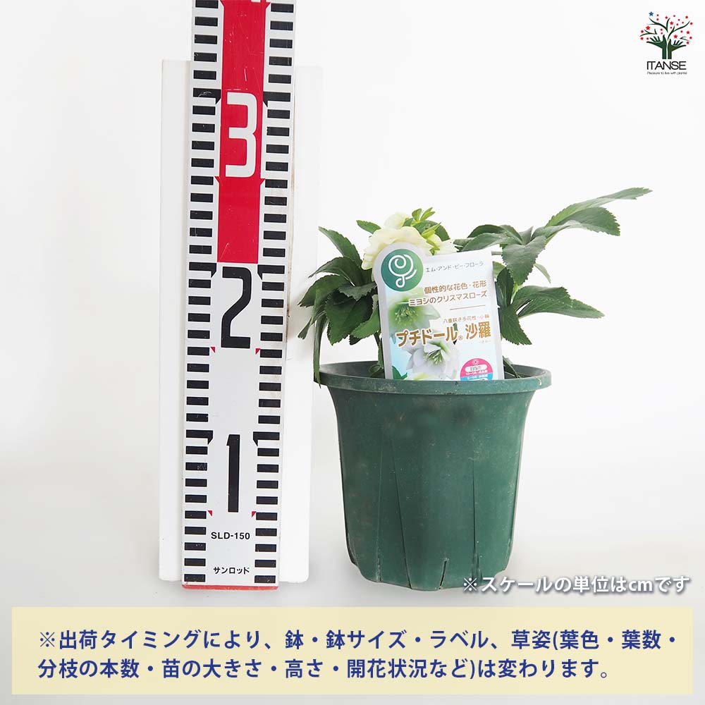 クリスマスローズ プチドール沙羅 【花苗 5号／1個売り】｜ 【植物の