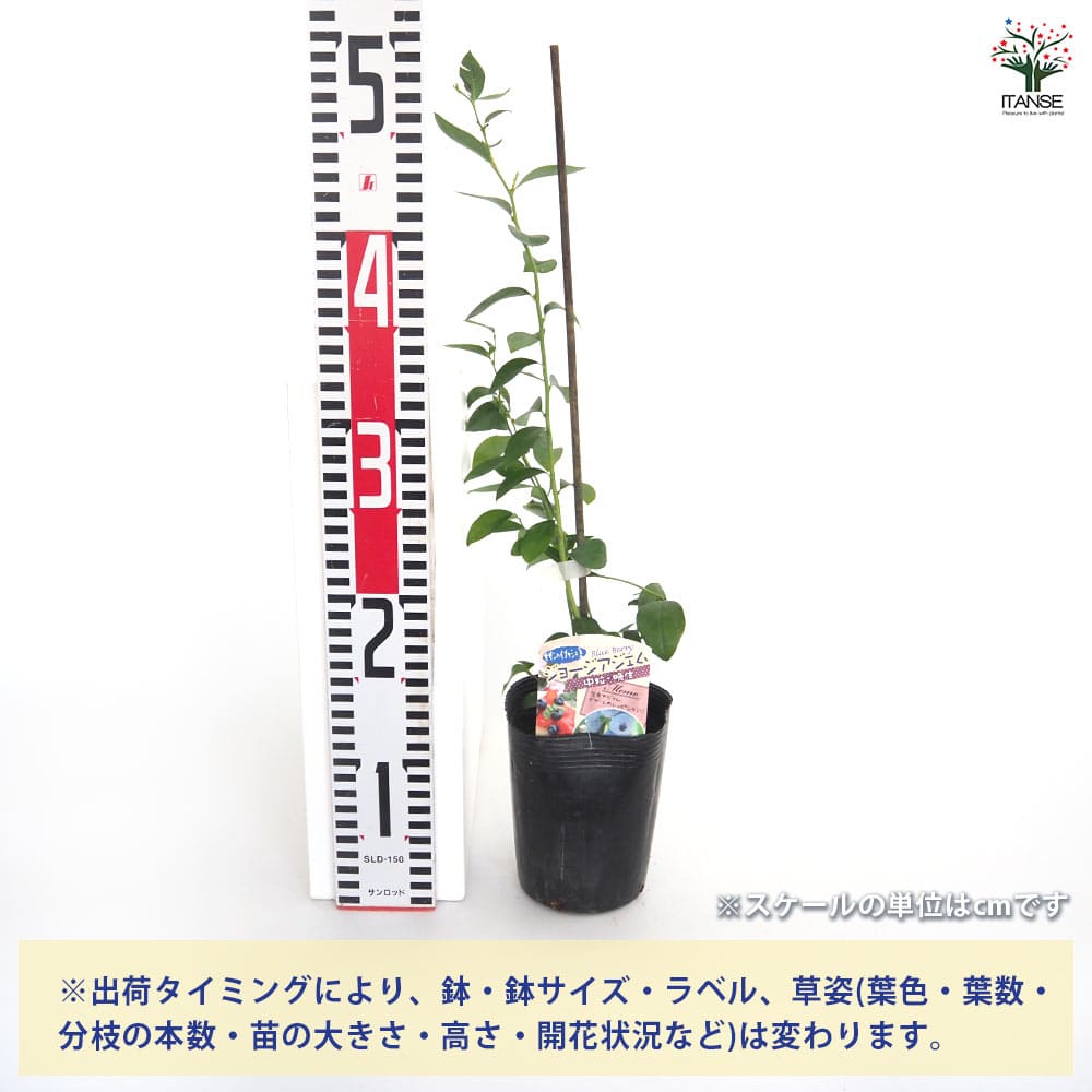 ブルーベリー ジョージアジェム 【果樹の苗 3.5号】｜ 【植物の