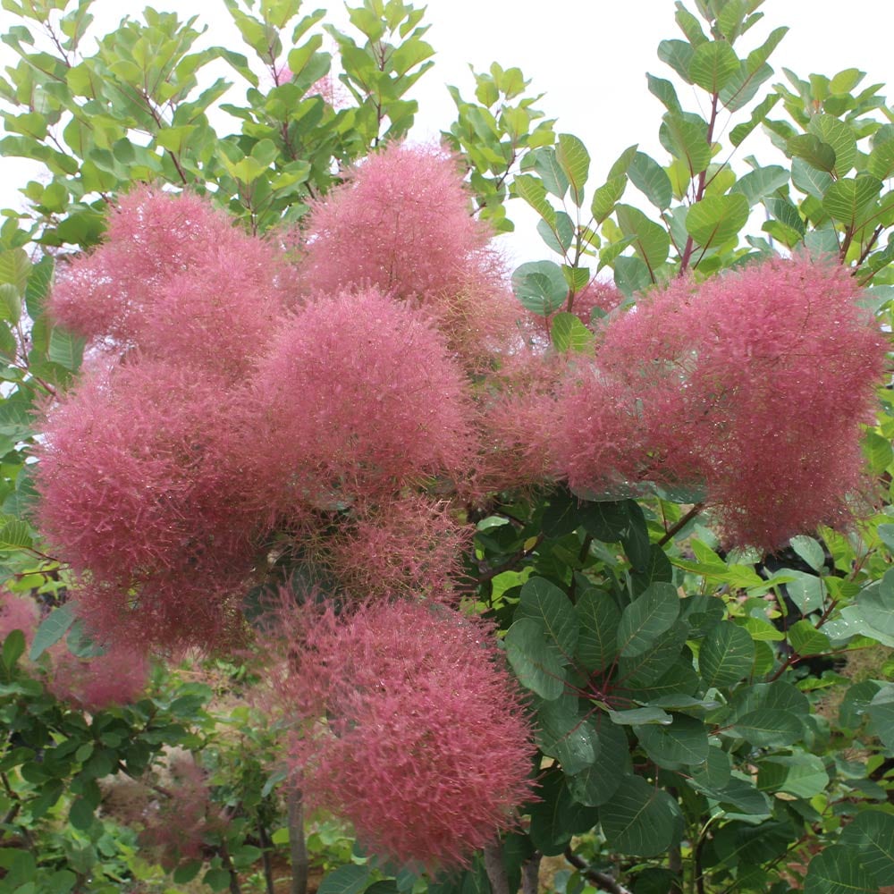 スモークツリー ルージュシュシュ 【花木苗 3号】｜ 【植物の