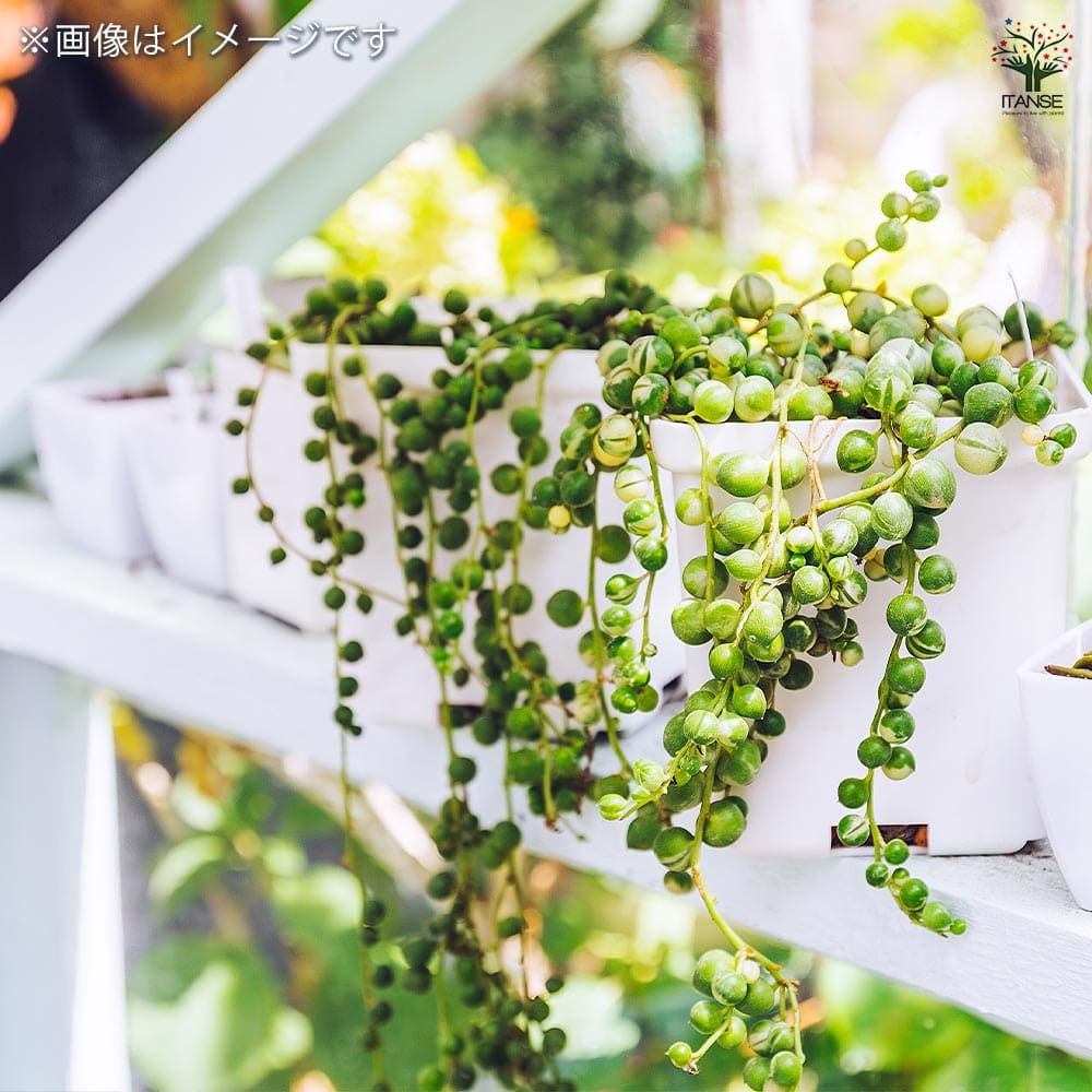 グリーンネックレス 斑入り 【多肉植物 2.5号】｜ 【植物の