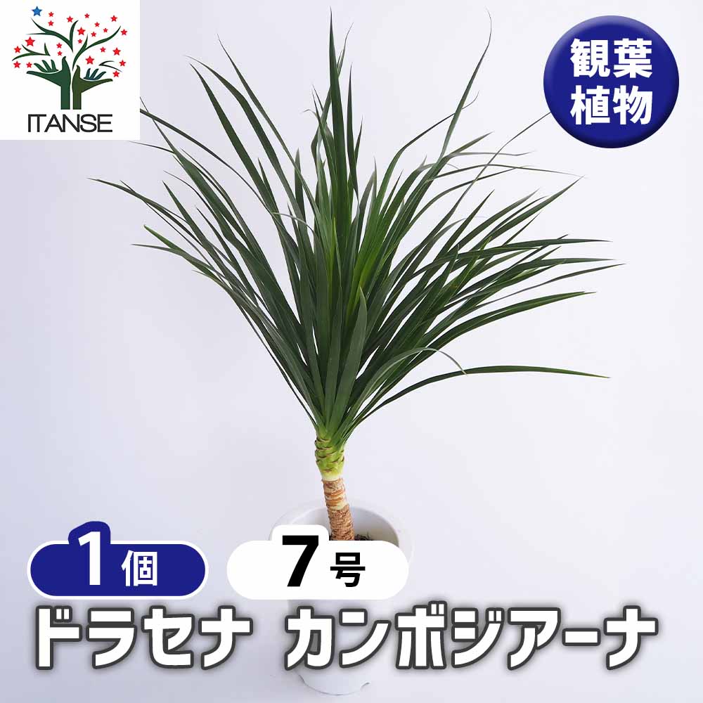 ドラセナ カンボジアーナ 【観葉植物 7号／1個売り】｜ 【植物の