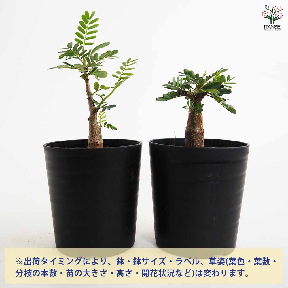 センナ メリディオナリス 【多肉植物 2.5号／1個売り】｜ 【植物の