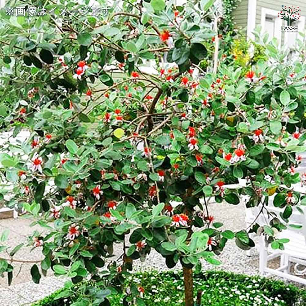 フェイジョア アポロ 【果樹の苗木 15cm 3年生挿し木苗】｜ 【植物の