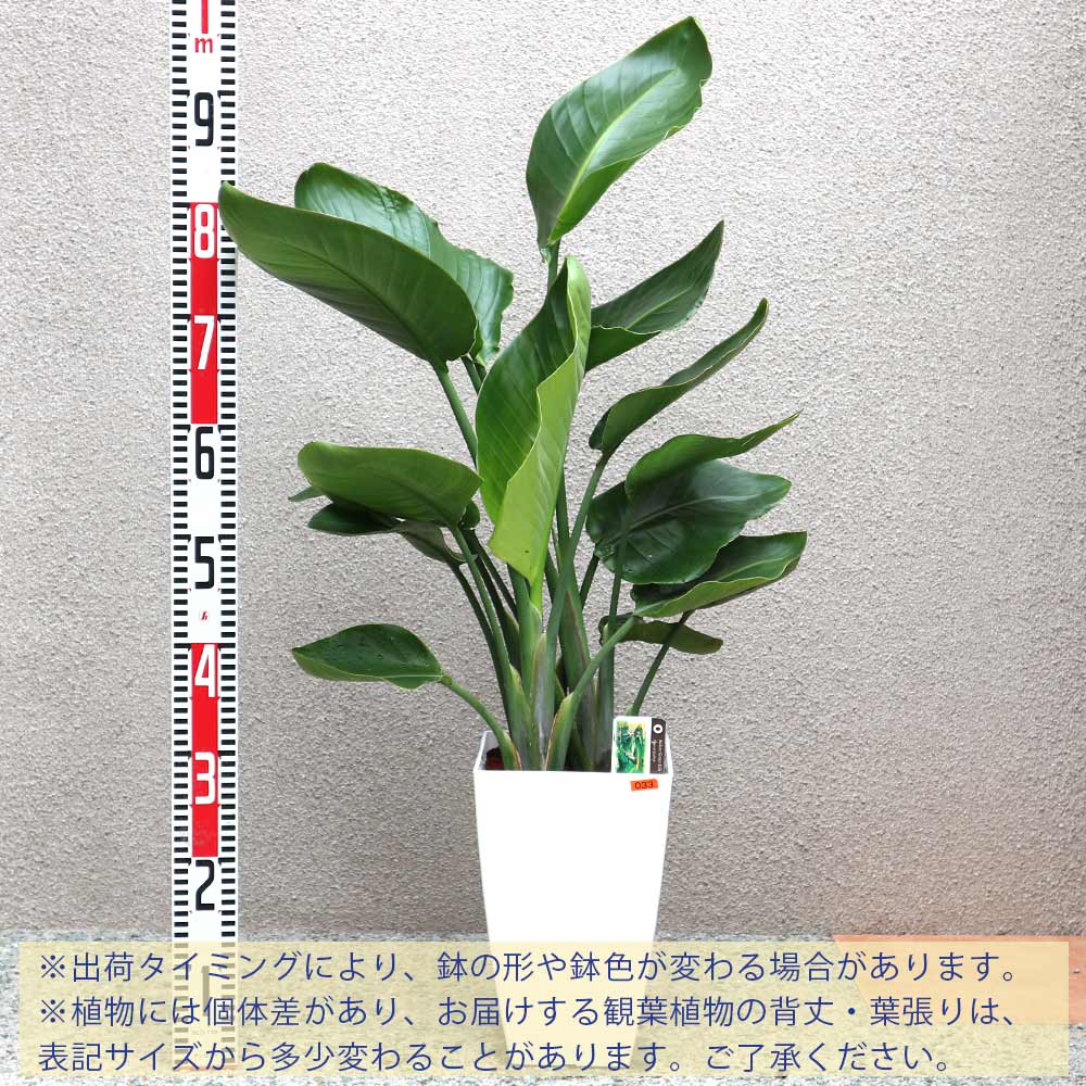 ストレリチア・オーガスタ【大型 観葉植物 8号鉢／Mサイズ1個