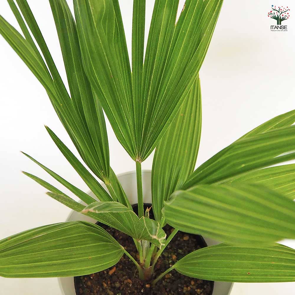 チャボトウジュロ(チャメロプス) ボルケーノ 【観葉植物 7号／1個売り