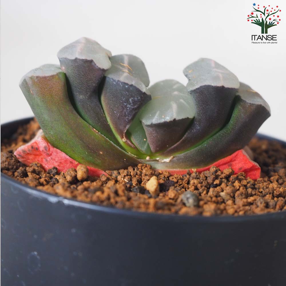 ハオルチア (赤) 水滴【多肉植物 2.5号鉢／1個売り】｜ 【植物の