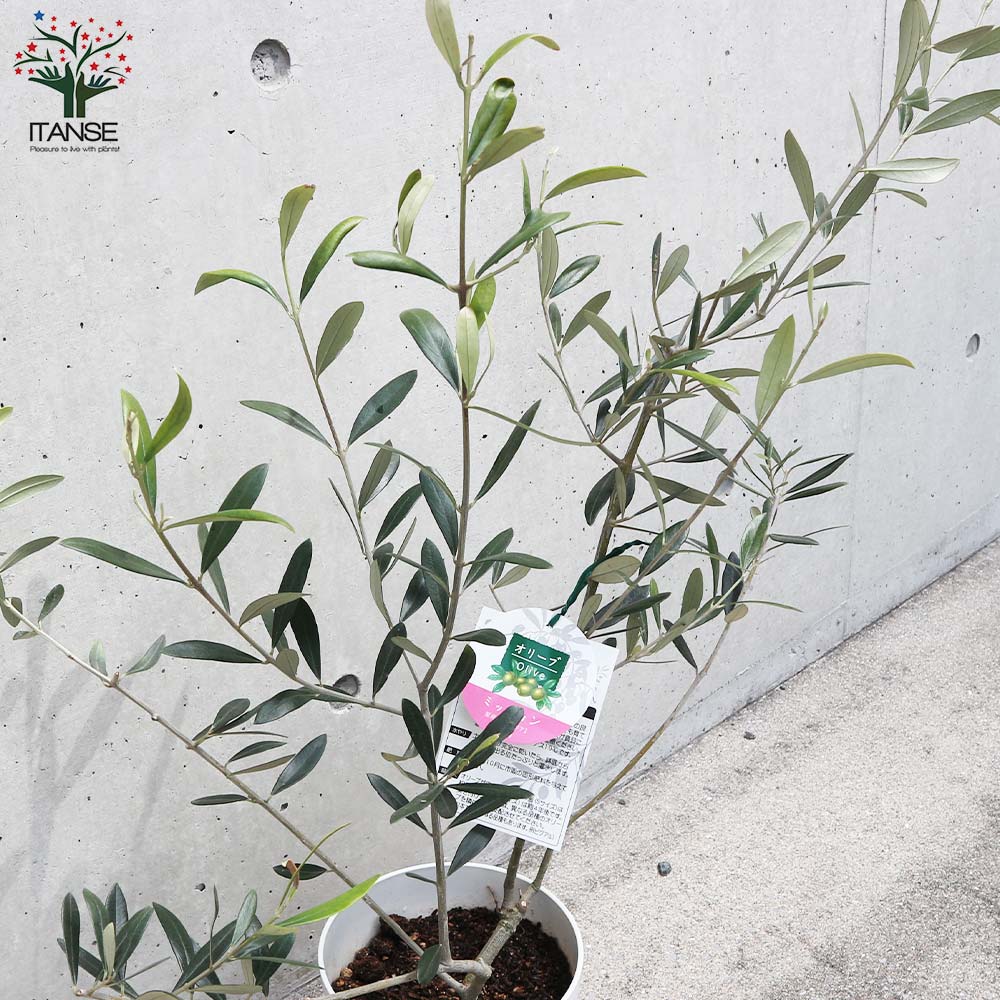オリーブの苗木 品種：ミッション【果樹の苗 木 6号白テーパード鉢M