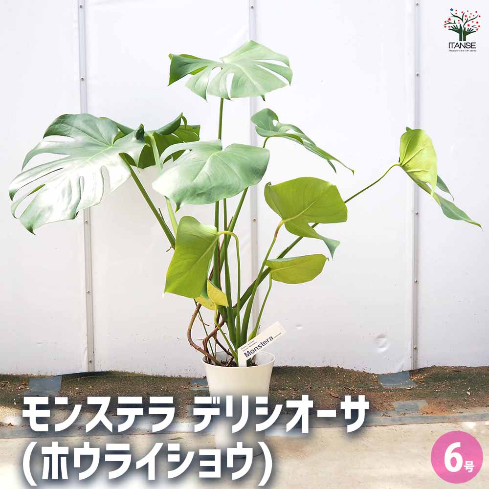 モンステラ デリシオーサ(ホウライショウ) 【観葉植物 6号／1個売り