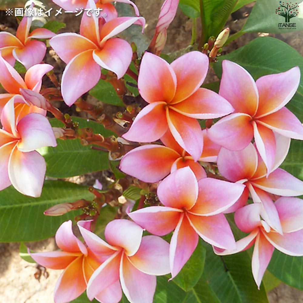 プルメリア苗木 品種：ミスティーク【花苗 5号鉢／1個売り】｜ 【植物
