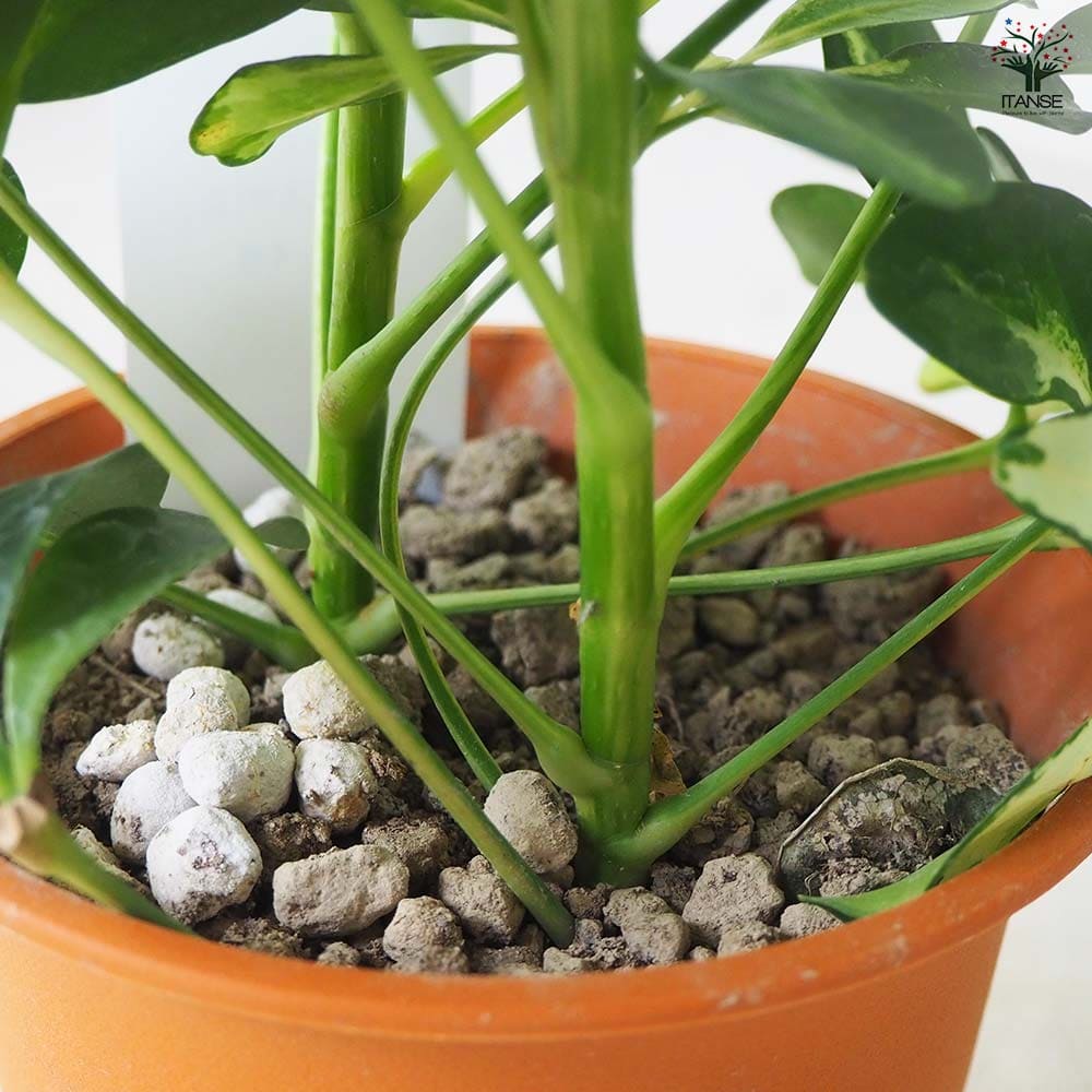 ホンコンカポック(シェフレラ) 斑入り【白】 【観葉植物 4号鉢