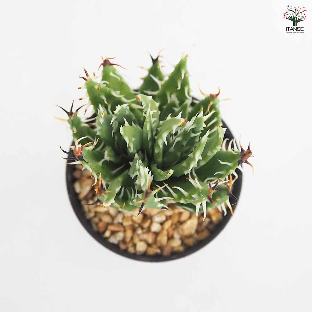 アロエ エリナケア 【多肉植物 2.5号／1個売り】｜ 【植物の