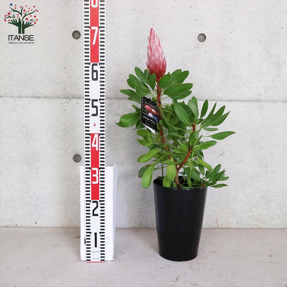 キングプロテア リトルプリンス【花苗 6号鉢大苗／1個売り】｜ 【植物