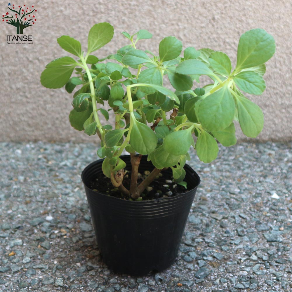 マンジェリコンの苗 マンジェリコン(ポルトジンユ)ボルトジンユ