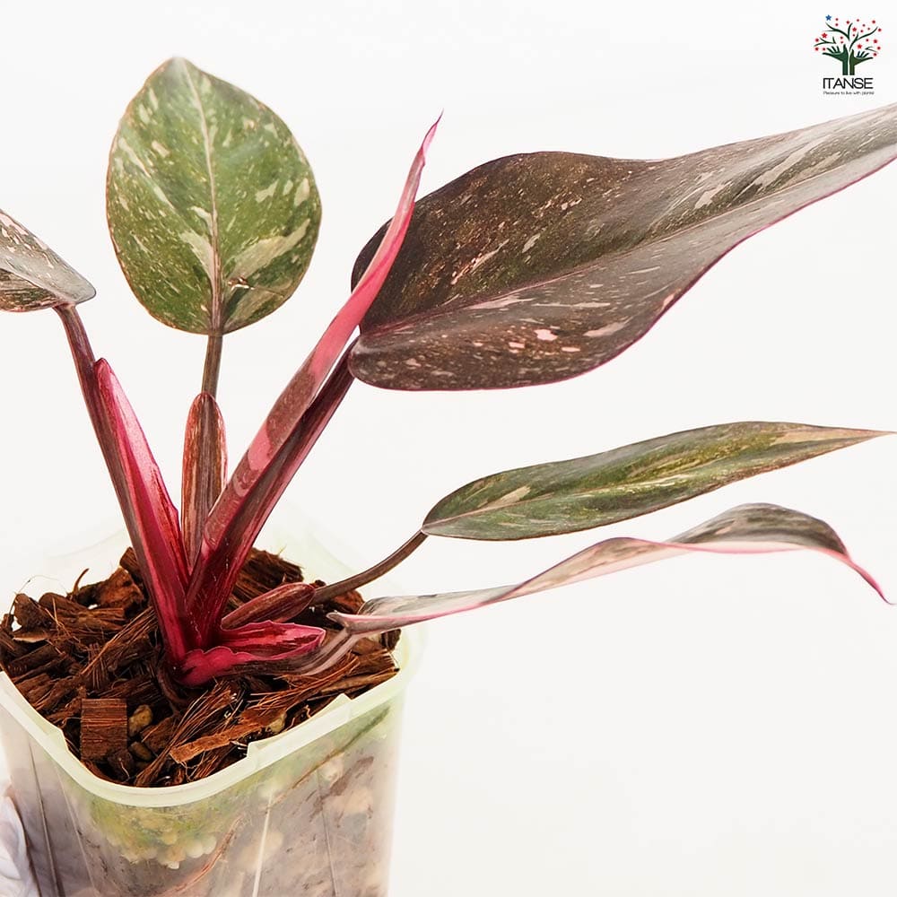 フィロデンドロン ピンクプリンセス ギャラクシー 【観葉植物 2.5号／1