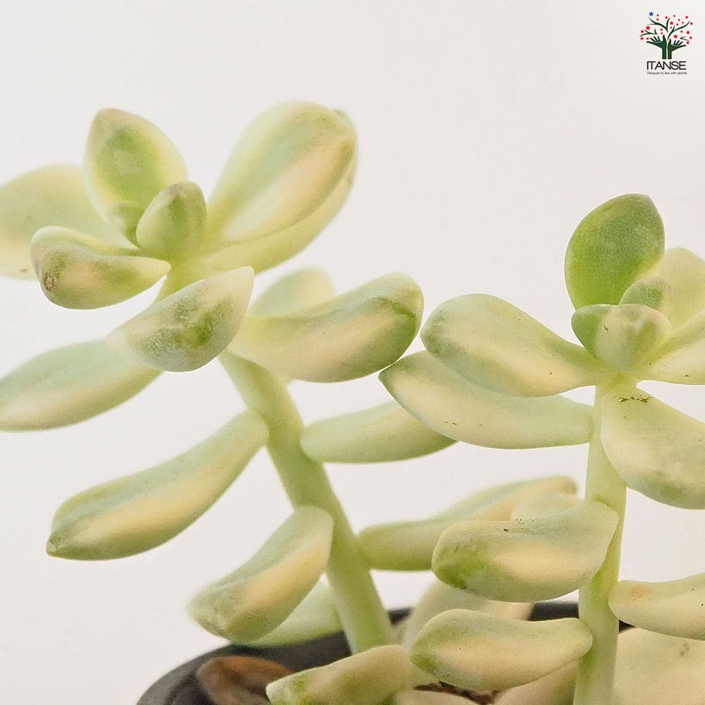 ティテュバンス錦 【多肉植物 2.5号／1個売り】｜ 【植物の