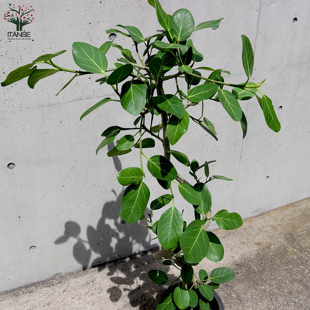 フィカス ベンガレンシス ゴムの木の仲間 曲がりアレンジ【観葉植物 8