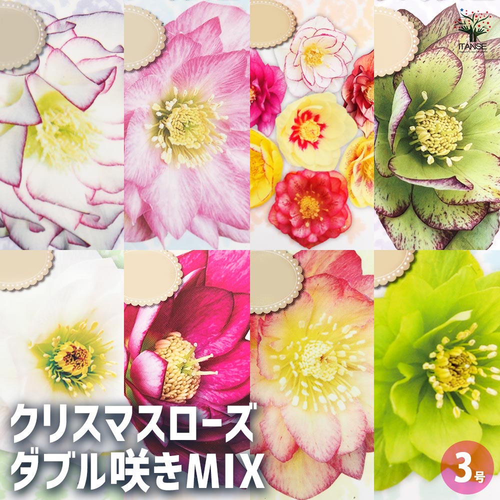 クリスマスローズ ダブル咲きMIX2個～ 【花苗 3号】｜ 【植物の