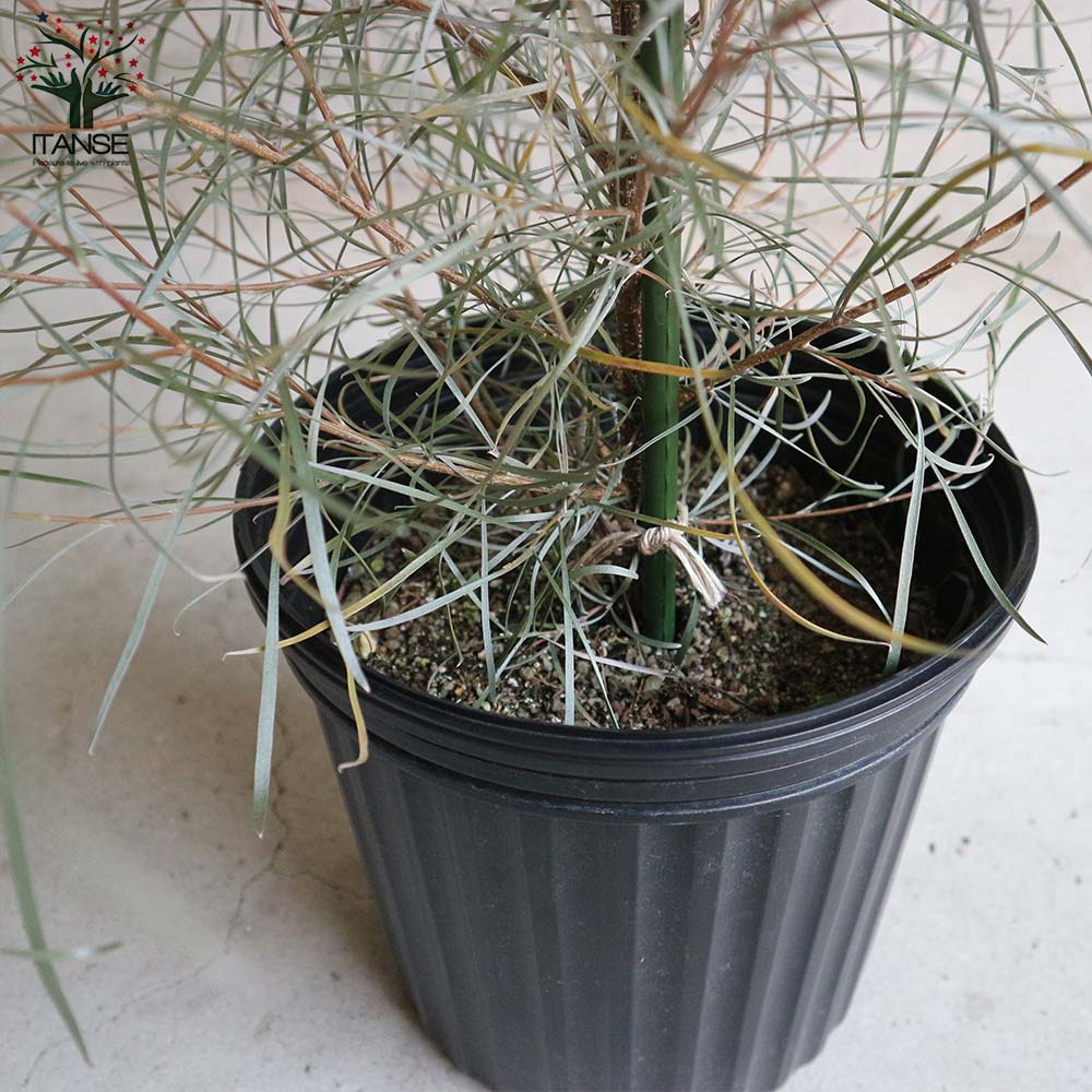 グレビレア・エンドリチェリアナ 【庭木 8号ポット大苗／1個売り