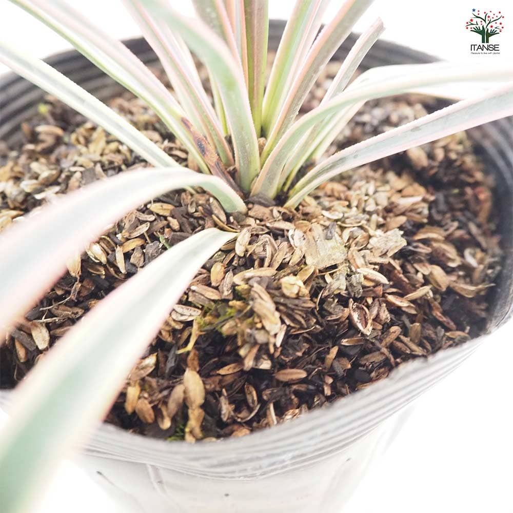 観葉植物 ユッカ アロイフォリア 【観葉植物 5号／1個売り】｜ 【植物