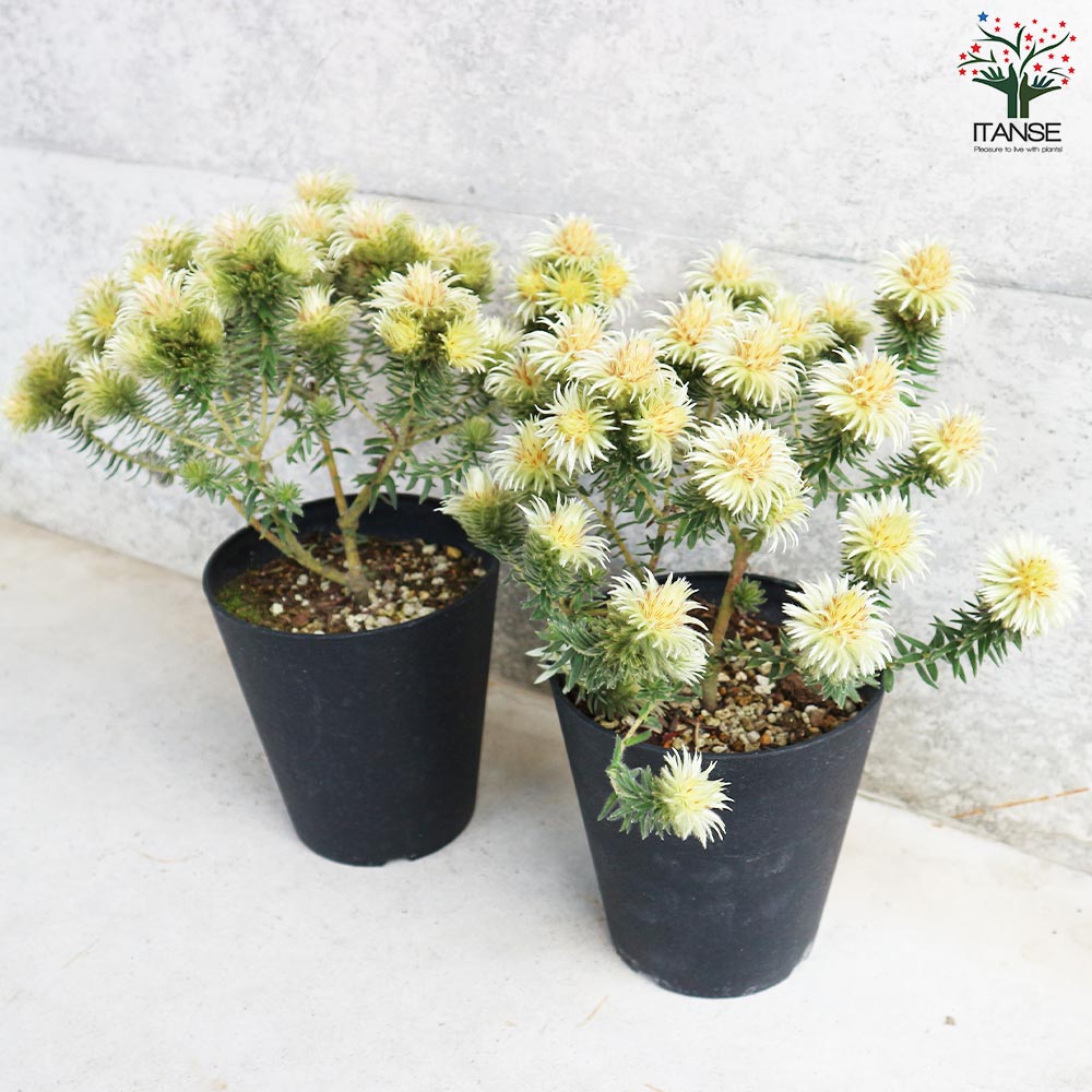 フィリカ プベッセンス ワフトフェザー【花苗 5号鉢／1個売り