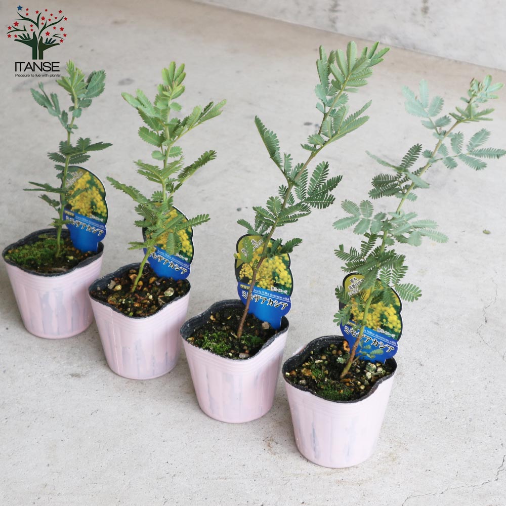 ミモザアカシア (ギンヨウアカシア)【庭木 3号ポット苗】｜ 【植物の