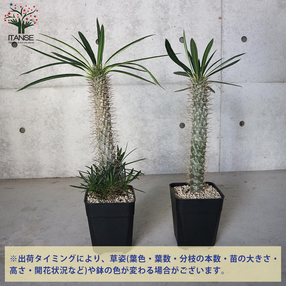 パキポディウム ラメリー 【観葉植物 6号角鉢 珍奇植物／多肉植物／1個
