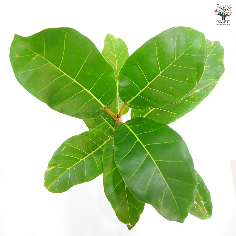 観葉植物 フィカス アフリカンプリンス 【観葉植物 8号／1個売り