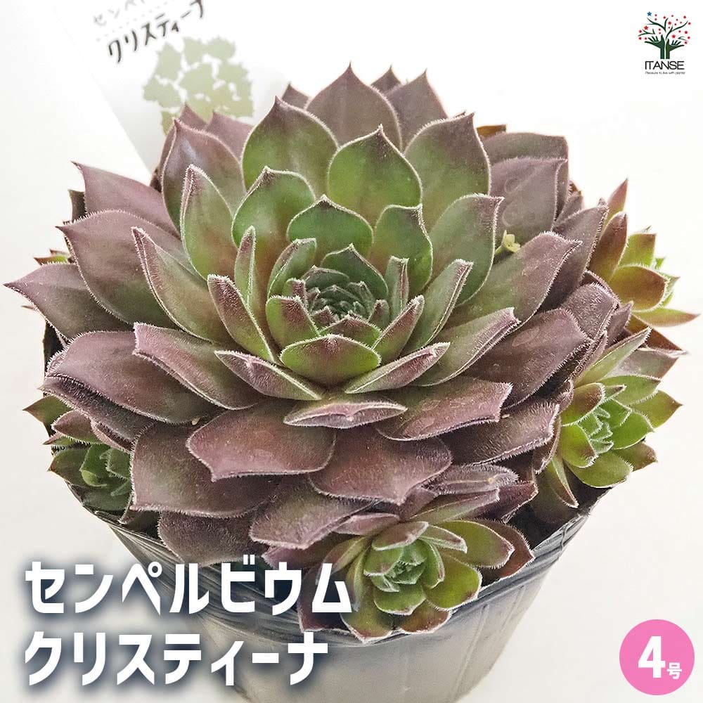 センペルビウム クリスティーナ 【多肉植物 4号／1個売り】｜ 【植物の