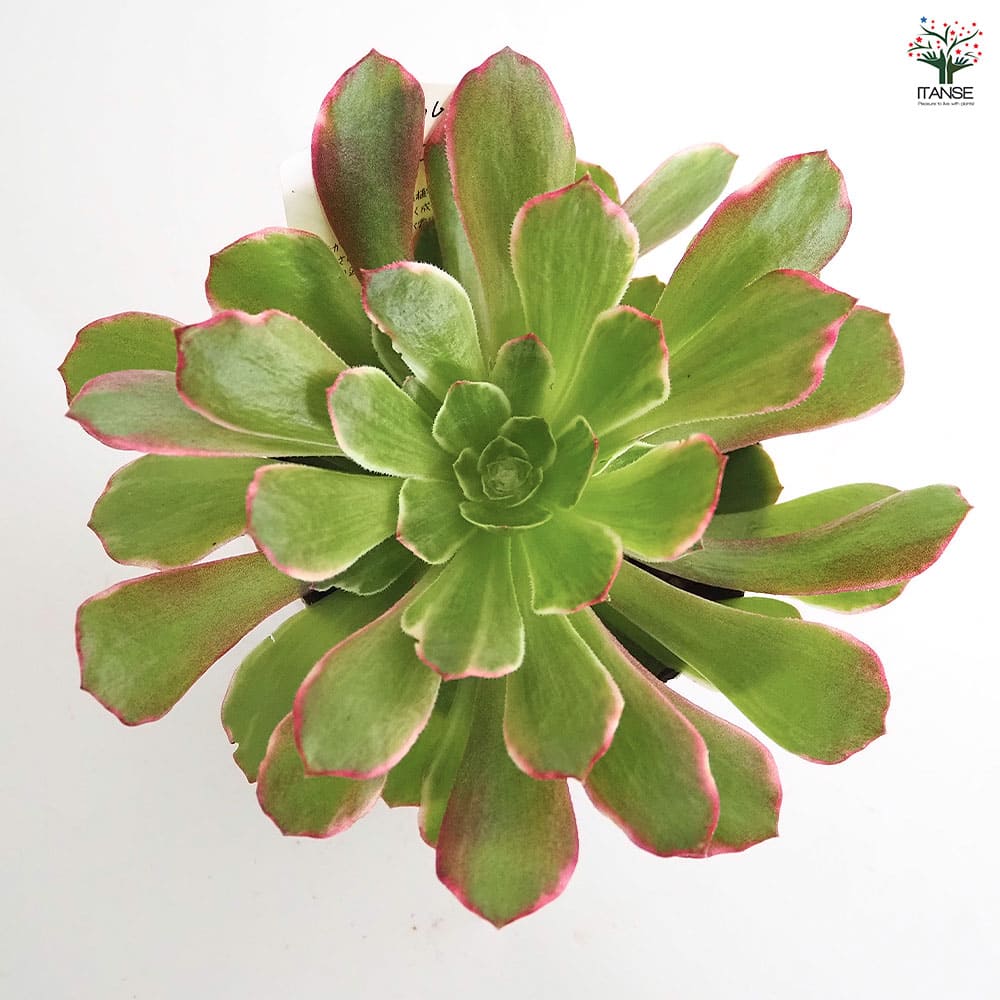 アエオニウム ハロウィン錦 【多肉植物 3～3.5号】｜ 【植物の