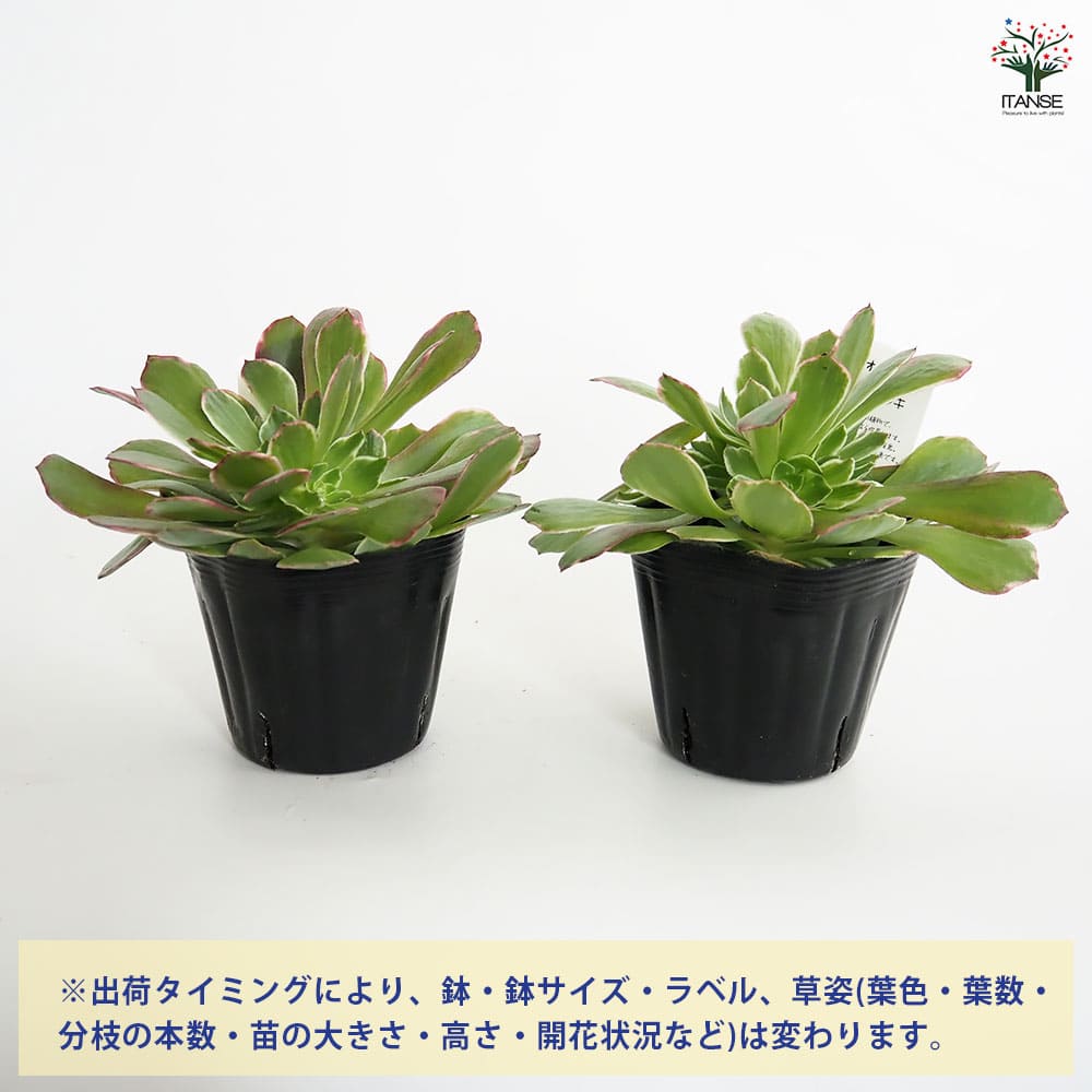 アエオニウム ハロウィン錦 【多肉植物 3～3.5号】｜ 【植物の