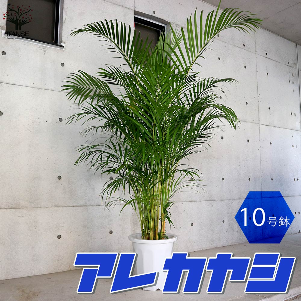 アレカヤシ 【観葉植物 10号大鉢:尺鉢大型／1個売り】｜ 【植物の