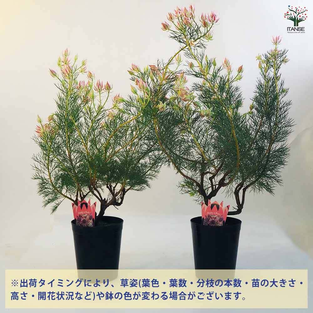 セルリア プリティピンク 【花木苗 6号鉢／1個売り】｜ 【植物の