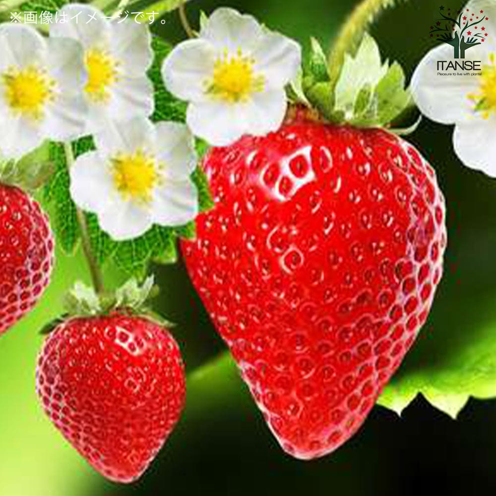 いちごの苗 品種：さちのか 2個～【野菜の苗 9cmポット苗】｜ 【植物の