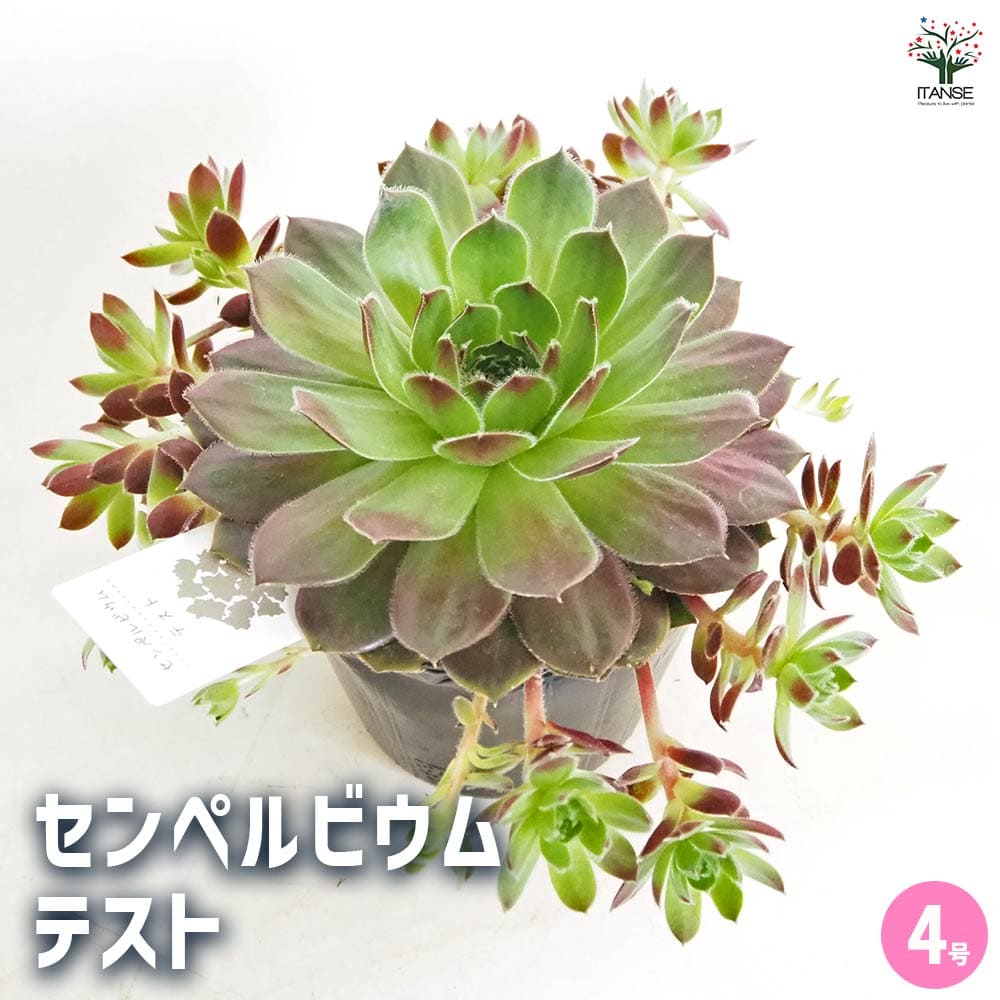 センペルビウム テスト 【多肉植物 4号／1個売り】｜ 【植物の