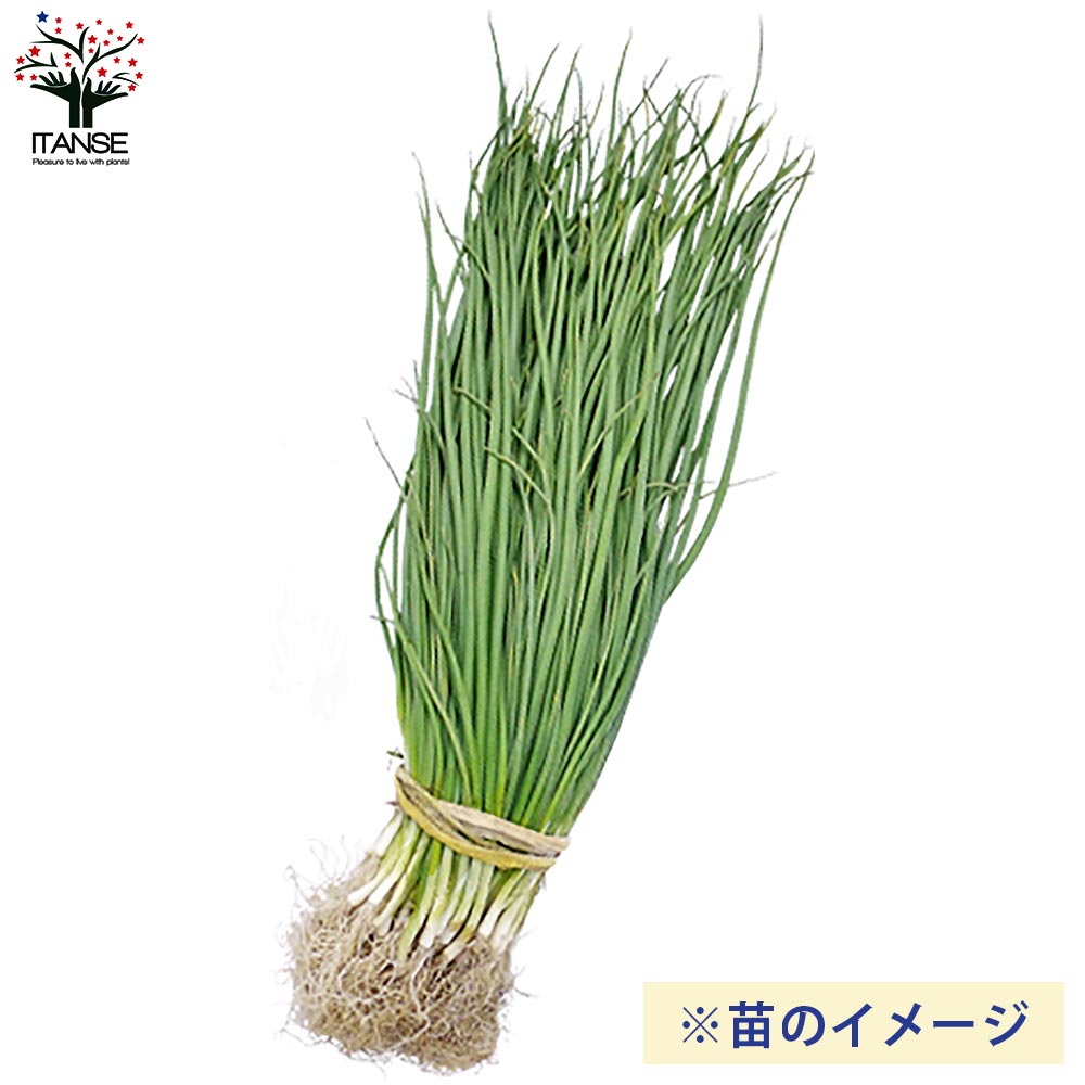 玉ねぎ抜き苗 品種：くれない赤タマネギ(中生)【野菜の苗 約50本／束