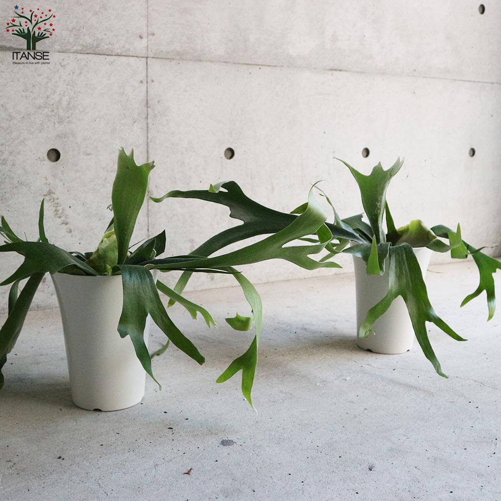 ビカクシダ コウモリラン アルキコルネ【観葉植物 6号鉢／1個売り