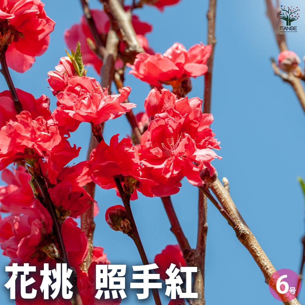 花桃の苗木 照手姫 紅 【花木苗 6号／1個売り】｜ 【植物の