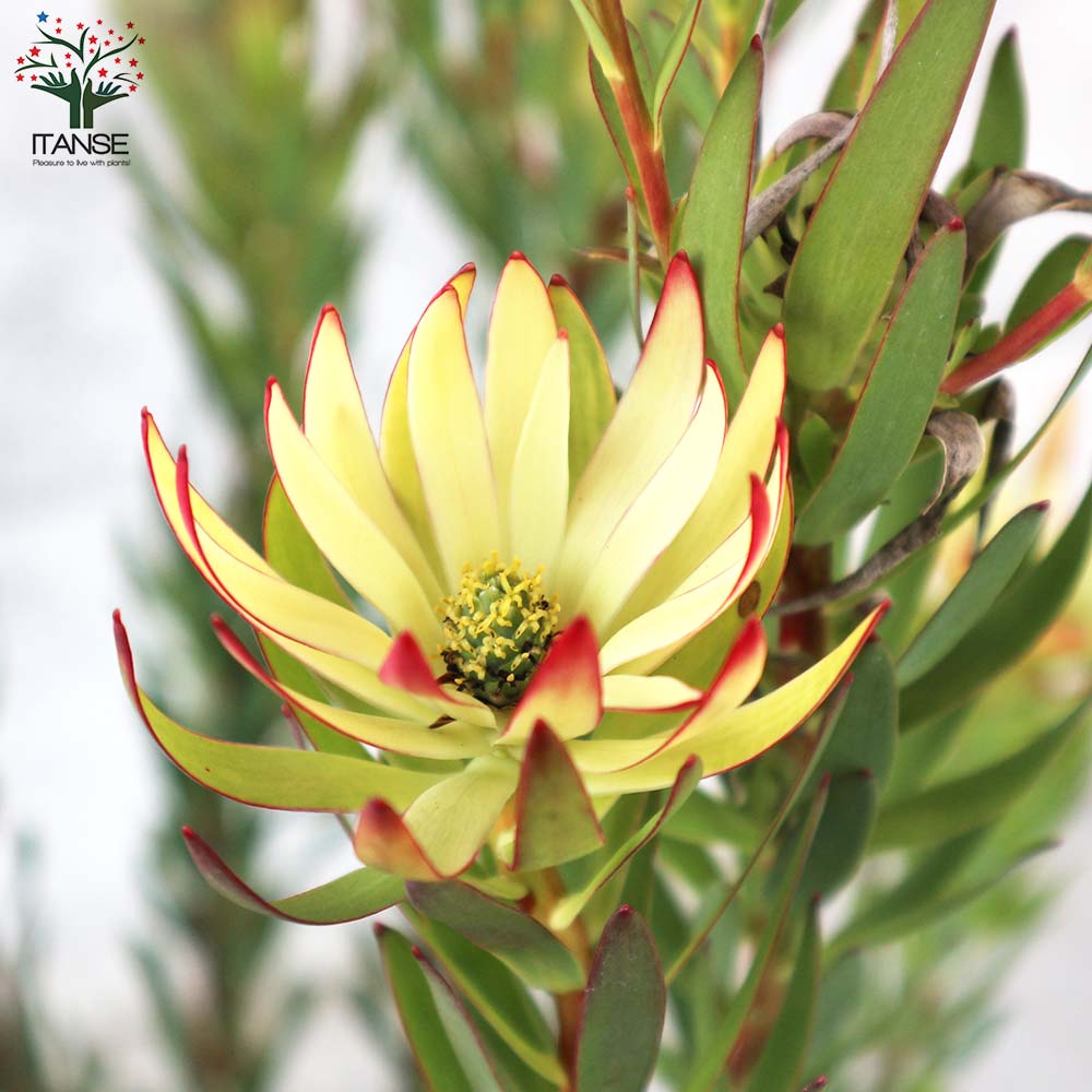 リューカデンドロン エイミー(アミー)【花苗 7号鉢／1個売り